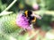 Closeup shot of a fuzzy bumblebee pollinating a purple thistle flower