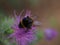 Closeup shot of a fuzzy bumblebee pollinating a purple thistle flower