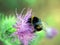 Closeup shot of a fuzzy bumblebee pollinating a purple thistle flower
