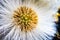 Closeup shot of a fuzzy dandelion