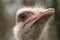 Closeup shot of a fuzzy ostrich face