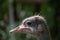 Closeup shot of a fuzzy ostrich head