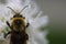 Closeup shot of a fuzzy yellow bee on a flower