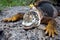 Closeup shot of a Galapagos land iguana with lying on a rock with a blur background