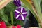 Closeup shot of garden petunias blossoming in the garden