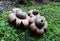 Closeup shot of geastrum rufescens on the ground