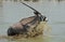 Closeup shot of a gemsbok crossing a river creating big splashes of water