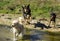 Closeup shot of German Jagdterriers chasing a mountain dog