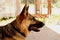 Closeup shot of a german shepherd on a blurred background