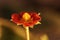 Closeup shot of a geum flower