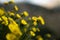 Closeup shot of Geum rossii yellow flowers with blurred background