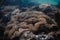 Closeup shot of a giant carpet anemone species of sea anemone in the clear water