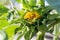 Closeup shot of a giant sunflower barely blooming