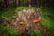 Closeup shot of gilled mushrooms (Gymnopilus) on the tree log