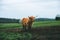 Closeup shot of a ginger bull on a green field outdoors