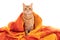 Closeup shot of a ginger cat covered by an orange blanket isolated on a white background