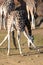 Closeup shot of a giraffe doing a split to reach at something on the ground