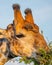 Closeup shot of a giraffe eating a tree with a Red-billed oxpecker on its head under the sunlight