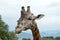 Closeup shot of a giraffe\'s head with high rise mountains and greenery in the background