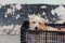 Closeup shot of a Glen of Imaal Terrier dog in a plastic basket near the wall outdoors
