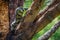 Closeup shot of a goanna lizard resting in a tree