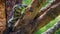 Closeup shot of a goanna lizard resting in a tree, zoom in