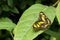 Closeup shot of a Gold-edged Owl-Butterfly (Caligo Uranus) resting on a leaf in Costa Rica jungle