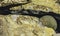 Closeup shot of a golden coin with engraved Bitcoin logo, lying on the ground among  rocks