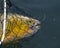 Closeup shot of a golden dorado fish caught in a net outdoors