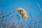 Closeup shot of a golden reed panicle on a clear blue sky