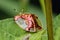 Closeup shot of Golden tortoise beetle (Charidotella sexpunctata) on green leaf in the garden