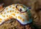 Closeup shot of a goniobranchus annulatus sea slug in the Gador Nature Reserve, Mikhmoret, Israel