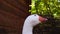 Closeup shot of a goose head beak