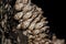 Closeup shot of Gooseneck barnacles