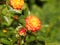 Closeup shot of a gorgeous orange blossomed rose on blurred background