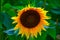 Closeup shot of a gorgeous sunflower on blurred green background
