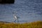 Closeup shot of a graceful great egret walking by the water of the Ebro Delta