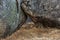 Closeup shot of granitic formation in the natural area of the Barruecos, Spain