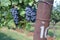 Closeup shot of the grapes on the vine in vineyard row at a winery in Arizona