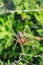 Closeup shot of a grass spider on a spider web