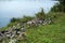 Closeup shot of a grassy shoreline