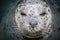 Closeup shot of a gray angry seal face