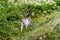 Closeup shot of a gray calico cat walking in the nature around greenery