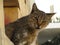 Closeup shot of a gray feral cat looking into the camera