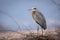 Closeup shot of a gray heron standing on the branches in a daytime on the blurred background