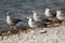 Closeup shot of gray seagulls on a rocky shore