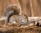 Closeup shot of a gray squirrel in Dovel, Tennessee