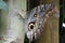 Closeup shot of a grayling  butterfly