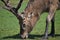 Closeup shot of a grazing deer with damaged antlers