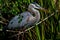 A Closeup Shot of a Great Blue Heron, Hunting in Braxos Bend